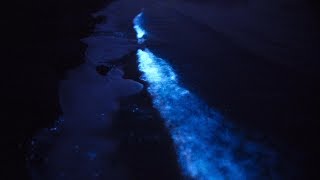 Bioluminescent Wadden-Sea, (Sea Sparkle) Zeevonk \u0026 Milky Way Terschelling (1st Night) 02-06-2017