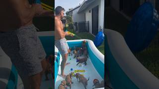 I threw a PUPPY POOL PARTY! #goldendoodle #puppies #poolparty