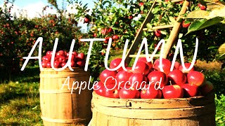 Relieve Stress with Calming Piano Music - Autumn Apple Orchard - Best Music for a Beautiful Day!