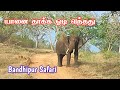 Elephant Attack in  Bandhipur Safari | வழியை மறித்த ஒற்றை காட்டு யானை | Jolly Trip