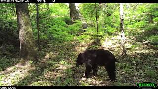 Black Bear Sow and Cubs