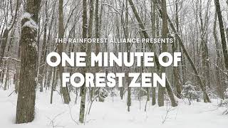 One Minute of Forest Zen – Green Mountain National Forest