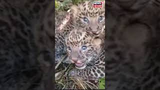 Meteli র Tea Estate এ Leopard Cub উদ্ধার । #short