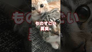 おいどんの昔話･･･家に帰ったら異臭がして犯猫はまさかの！？🙀 #猫