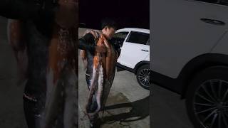 #대왕문어 #크라켄 #kraken #35kg #octopus #피문어 #해루질