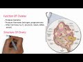 female reproduction system chapter 2 part 1 pathways to pregnancy u0026 parturition