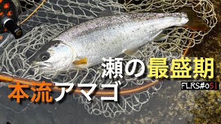 本流フライフィッシング・瀬の最盛期！　ドライフライで本流アマゴを狙う【FLRS051】