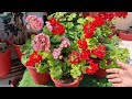 how to grow and care geranium plant ऐसे करे जेरेनियम की देखभाल fun gardening