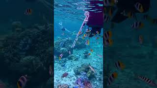 20240525 Bora Bora Lagoon Tour