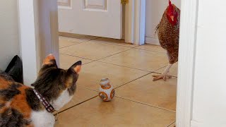 funny cats compilation 2020||funny cats and dogs videos||Animals fight||cats are mewing||funny video