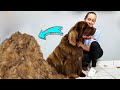 WORST  MATTED DOG GROOMING EVER  *Newfoundland* HUGE UNDERCOAT REMOVAL