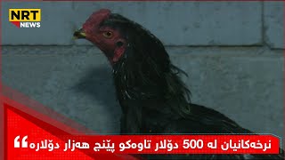 باسی مریشک و کەڵەشێر و کڕکەوتن و هەڵهێنانی هێلەکەکانیان دەکات