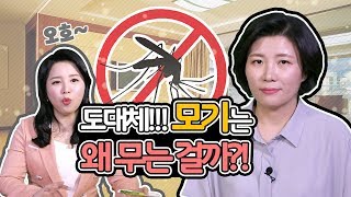 여름철 불청객 모기, 어떻게 퇴치할까?