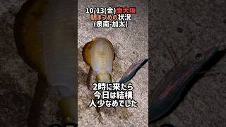 10/13(金)南大阪、泉南〜加太朝まづめの状況 #釣り #大阪湾 #fishing #仕掛け #タチウオ#アオリイカ#エギング#極寒#釣果