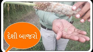 વીંછીયાનો પ્રખ્યાત બાબાપુરી દેશી બાજરો...👌 How to grow Millet.बाजरा