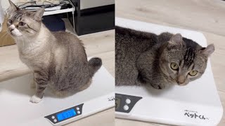 【体重】ダイエット中の猫、成長期の猫の体重を測った