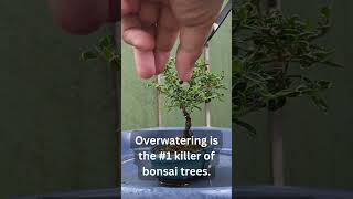 Overwartering Tip #shortsfeed  #bonsai #shorts