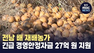 전남 배 재배농가 긴급 경영안정자금 27억 원 지원