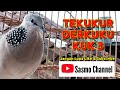 derkuku tekukur kuk 3 sasmo channel suara gacor terbaik