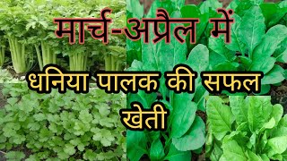 धनिया/पालक की खेती। गर्मी में धनिया की खेती।Coriander pharming/spinach pharming