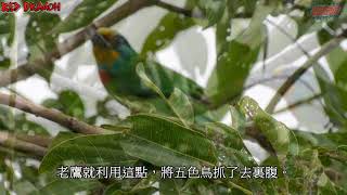 五色鳥  花和尚  台灣擬啄木