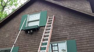 Bats Behind Shutters