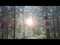 suomi metsä forest kivisto in vantaa video by esteban jeon