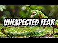 This Is Why Snakes Are Afraid of Mantises