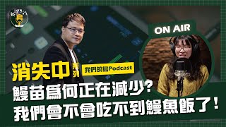 【消失中】鰻苗正在減少？我們快要吃不到鰻魚了嗎？！｜捕鰻家族現場觀察｜feat.捕鰻苗第三代 林芷晴｜公視我們的島Podcast #EP.03