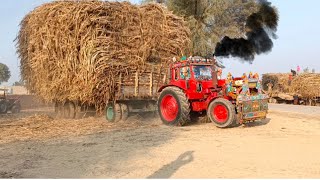 Great and Powerful Belarus Tractors to get sugarcane-filled trailer out of the field || Pendu life