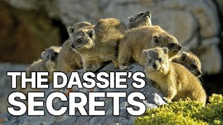 The Dassie  - A South African Survival Specialist | Dassie: Rock Climber