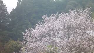 春の雨