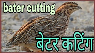 गाजीपुर मंडी बटेर कटिंग  Ghazipur Mandi Quail Bird Cutting #Quials_Catting#Quails_Feeding#बटेर_कटिंग