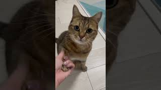 【大興奮】半日ぶりに再会した猫の鼻息が荒すぎる件ｗ　#shorts