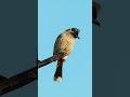 Photographing birds with a 300mm f/4 prime lens #shorts