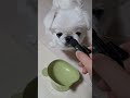 ゲップをぶちかますペキニーズのしし丸 ペキニーズ 鼻ぺちゃ 短足 かわいい犬 pekingese asmr