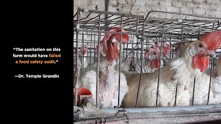 Experts React to Undercover Investigation by Mercy For Animals