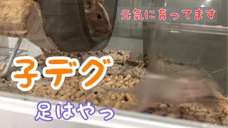 デグーのくるりともぐり　子デグ11匹は元気です