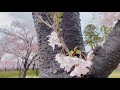 【お花見】高田城址公園観桜会【上越市】