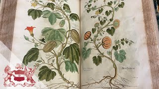 Leonhard Fuchs’s History of Plants (1542) | Sachiko Kusukawa