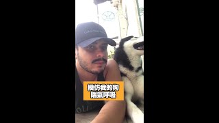 在哈士奇面前模仿牠喘氣呼吸｜A man imitates a husky's breathing｜#寵物雲 #shorts