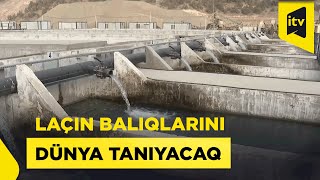 Qarabağda Həkəri çayı üzərində balıq təsərrüfatından reportaj