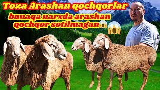 Toza Arashan qochqorlar keldi👍Narxi vapshi arzon 😱 shoshilamiz #arashan #edilbay #hisori