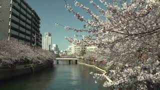 動画で楽しむ日本の春　～桜　#11～　【神奈川県】　｜　by　NHKクリエイティブ・ライブラリー