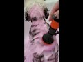 opawz funky color shampoo by samantha with pet bathing system