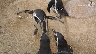 海響館 巣を返せ！フンボルトペンギンの大ゲンカ！