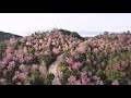 Cherry blossoms in full bloom at Jingmai Mountain, SW China