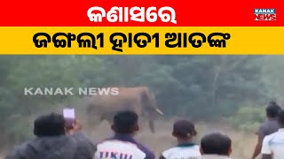 Wild Elephant Creates Panic in Kanasa