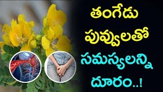 తంగేడు పువ్వులతో ఆ సమస్యలు దూరం..! | Benifits Of Tangedu Flowers...!