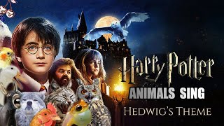 Hedwig's theme but it sounds like animals